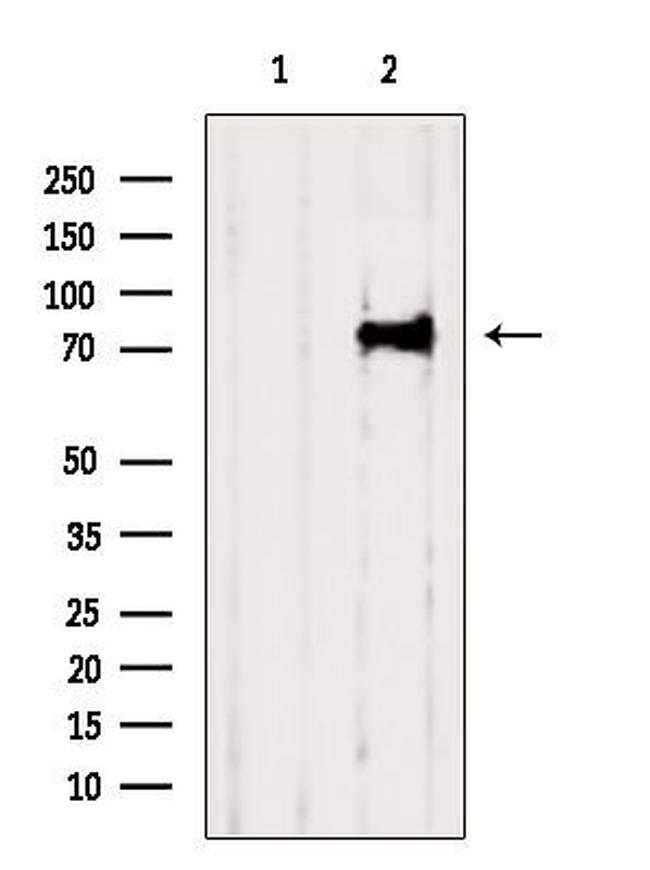 Kindlin 2 Antibody in Western Blot (WB)