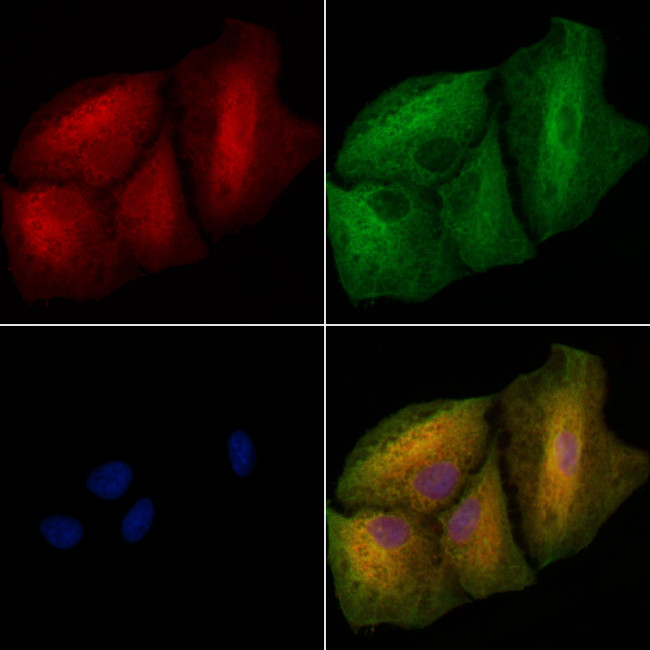 LGALS3BP Antibody in Immunocytochemistry (ICC/IF)