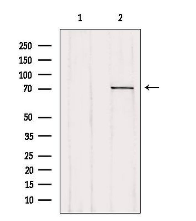 LGALS3BP Antibody in Western Blot (WB)