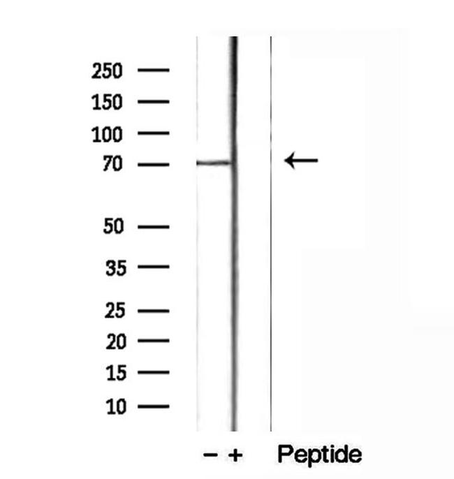 LGALS3BP Antibody in Western Blot (WB)