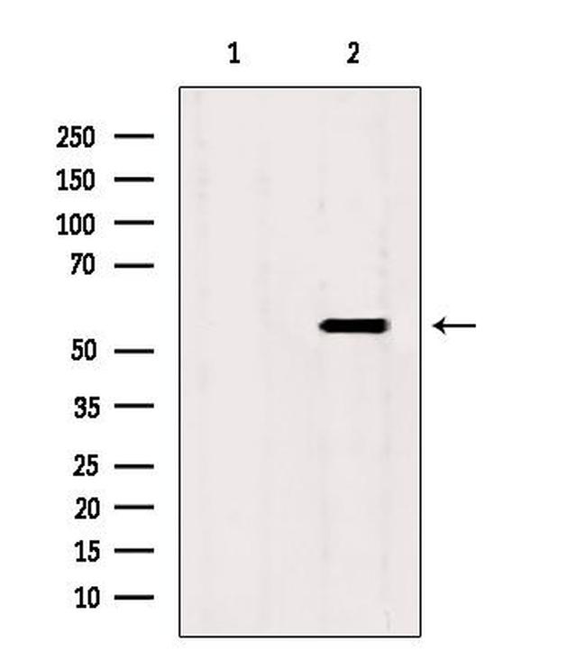 SKAP2 Antibody in Western Blot (WB)