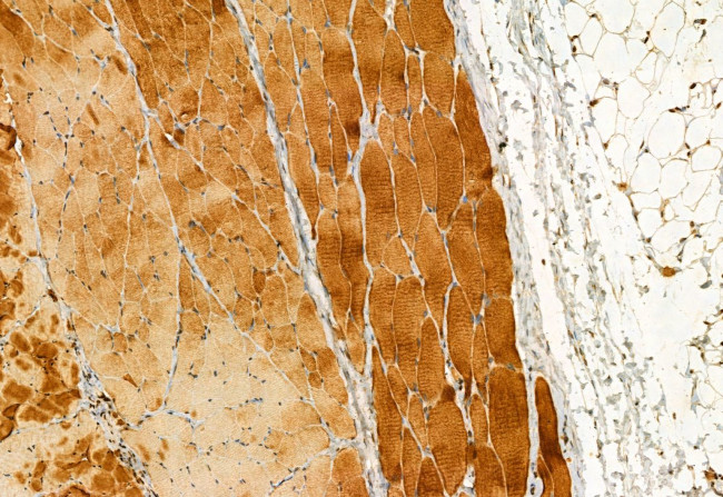 SQRDL Antibody in Immunohistochemistry (Paraffin) (IHC (P))