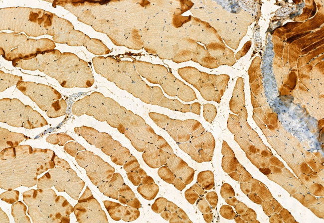 SQRDL Antibody in Immunohistochemistry (Paraffin) (IHC (P))