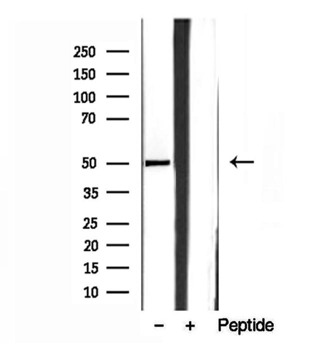 SQRDL Antibody in Western Blot (WB)