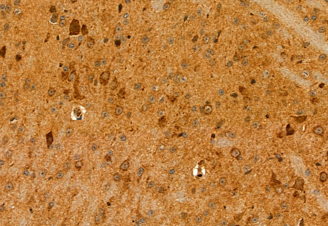 SULT4A1 Antibody in Immunohistochemistry (Paraffin) (IHC (P))