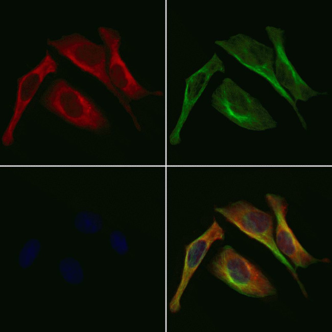 GOLPH3 Antibody in Immunocytochemistry (ICC/IF)