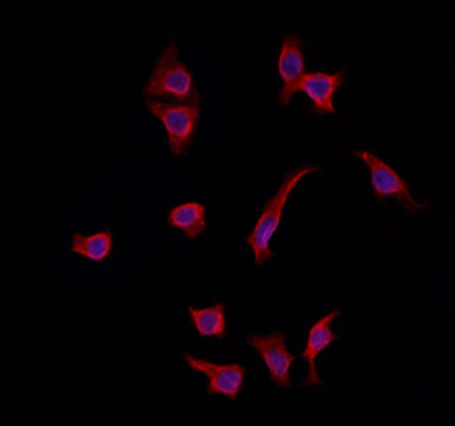 GOLPH3 Antibody in Immunocytochemistry (ICC/IF)