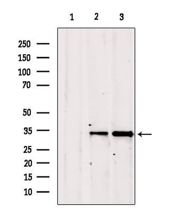 GOLPH3 Antibody in Western Blot (WB)