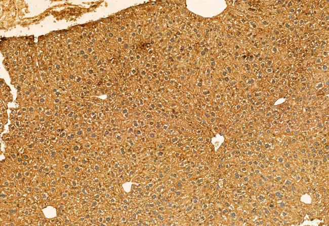 KMO Antibody in Immunohistochemistry (Paraffin) (IHC (P))