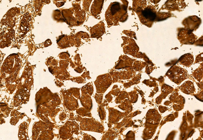 KMO Antibody in Immunohistochemistry (Paraffin) (IHC (P))