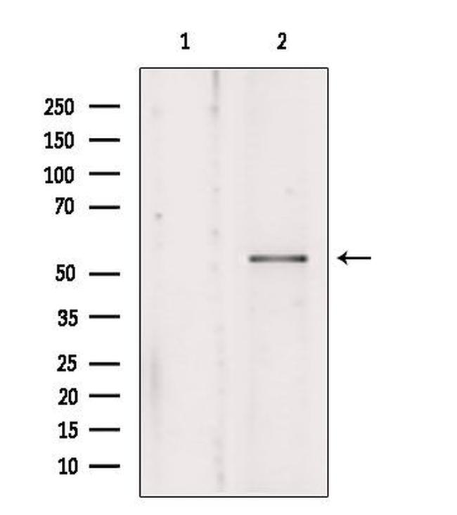 KMO Antibody in Western Blot (WB)