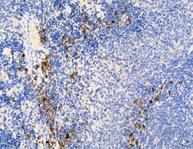 MPV17 Antibody in Immunohistochemistry (Paraffin) (IHC (P))