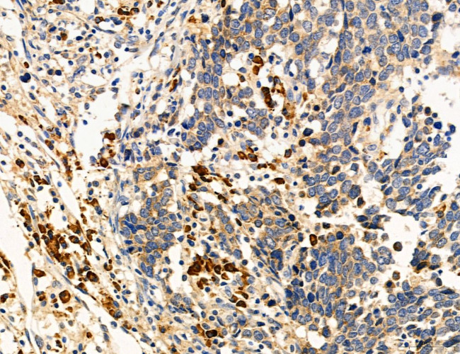 MPV17 Antibody in Immunohistochemistry (Paraffin) (IHC (P))