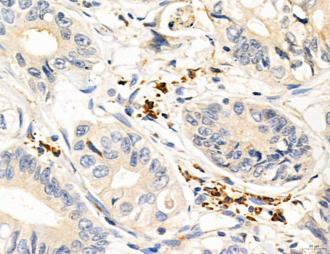 MPV17 Antibody in Immunohistochemistry (Paraffin) (IHC (P))