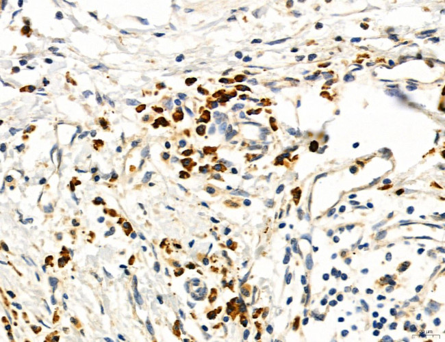 MPV17 Antibody in Immunohistochemistry (Paraffin) (IHC (P))