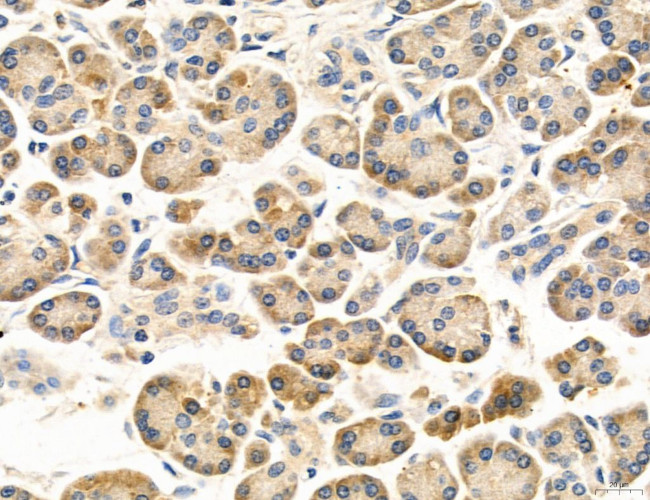 MPV17 Antibody in Immunohistochemistry (Paraffin) (IHC (P))