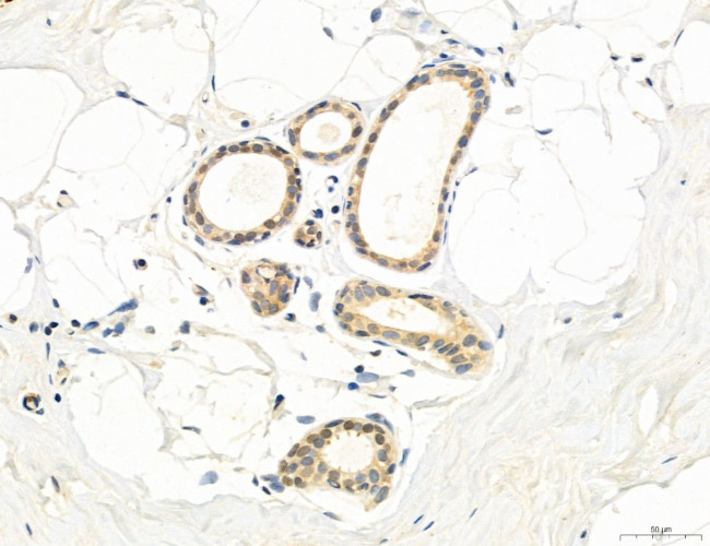 MPV17 Antibody in Immunohistochemistry (Paraffin) (IHC (P))