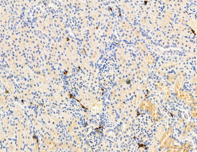 MPV17 Antibody in Immunohistochemistry (Paraffin) (IHC (P))