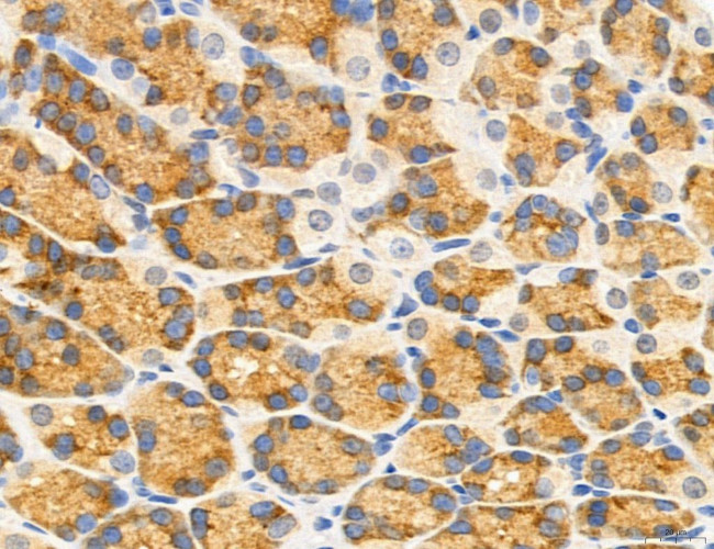 MPV17 Antibody in Immunohistochemistry (Paraffin) (IHC (P))