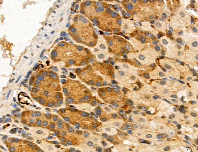 MPV17 Antibody in Immunohistochemistry (Paraffin) (IHC (P))