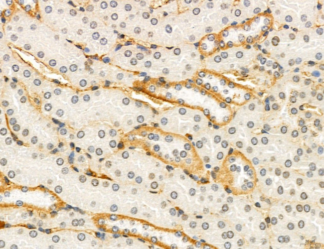 NEU4 Antibody in Immunohistochemistry (Paraffin) (IHC (P))