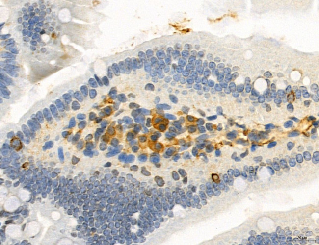 NEU4 Antibody in Immunohistochemistry (Paraffin) (IHC (P))