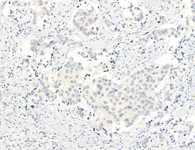 NEU4 Antibody in Immunohistochemistry (Paraffin) (IHC (P))