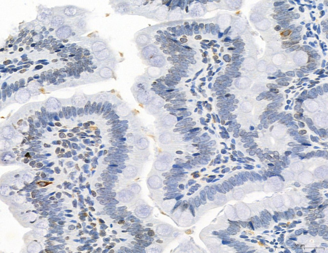 NEU4 Antibody in Immunohistochemistry (Paraffin) (IHC (P))