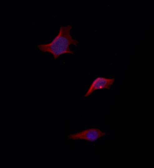 NLRX1 Antibody in Immunocytochemistry (ICC/IF)