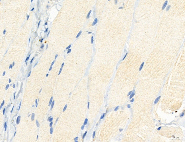 NLRX1 Antibody in Immunohistochemistry (Paraffin) (IHC (P))