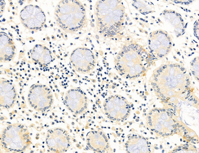 NLRX1 Antibody in Immunohistochemistry (Paraffin) (IHC (P))