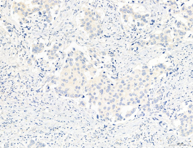 NLRX1 Antibody in Immunohistochemistry (Paraffin) (IHC (P))