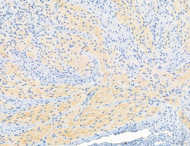 NLRX1 Antibody in Immunohistochemistry (Paraffin) (IHC (P))