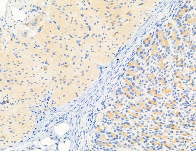 NLRX1 Antibody in Immunohistochemistry (Paraffin) (IHC (P))