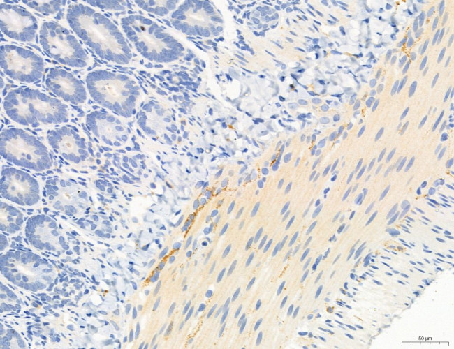 NLRX1 Antibody in Immunohistochemistry (Paraffin) (IHC (P))