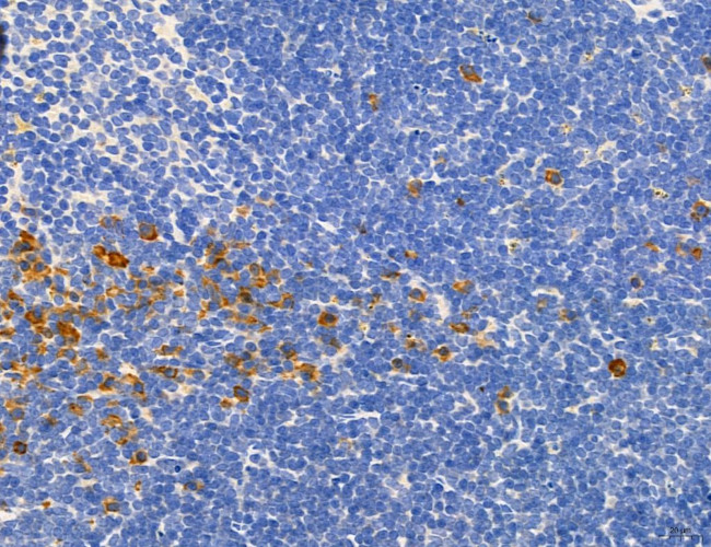 NLRX1 Antibody in Immunohistochemistry (Paraffin) (IHC (P))