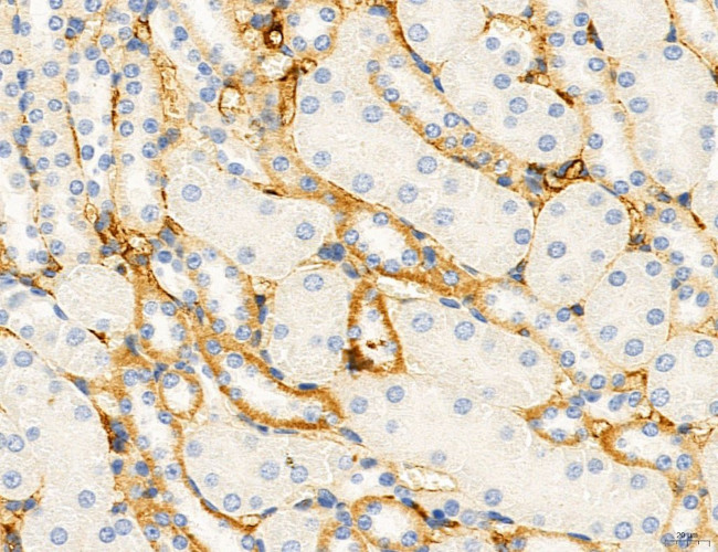 NLRX1 Antibody in Immunohistochemistry (Paraffin) (IHC (P))