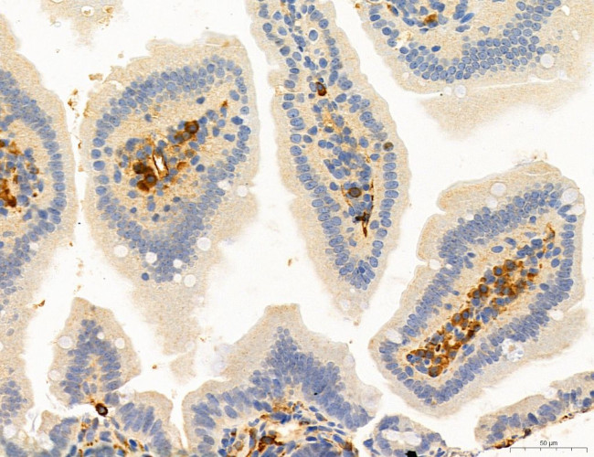 NLRX1 Antibody in Immunohistochemistry (Paraffin) (IHC (P))