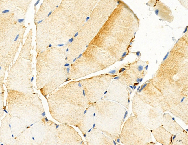 NLRX1 Antibody in Immunohistochemistry (Paraffin) (IHC (P))