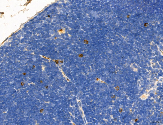 NLRX1 Antibody in Immunohistochemistry (Paraffin) (IHC (P))