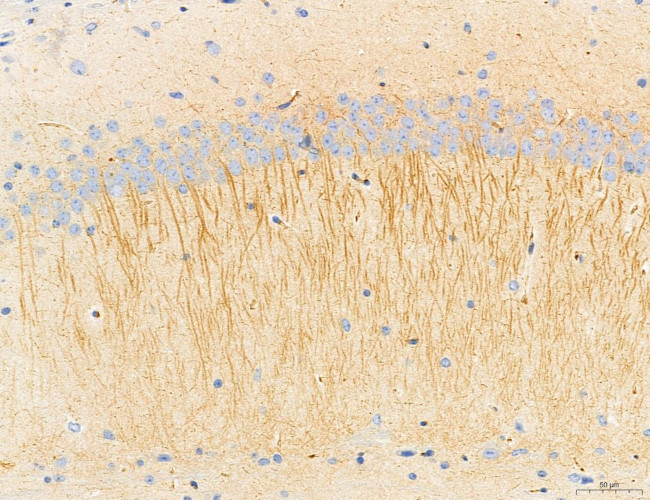 NLRX1 Antibody in Immunohistochemistry (Paraffin) (IHC (P))