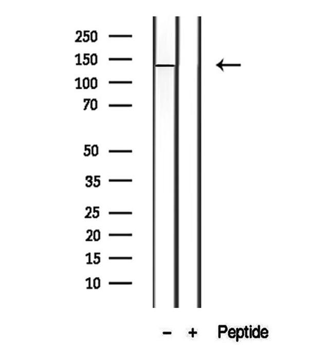 PTPRU Antibody in Western Blot (WB)