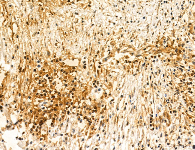 TELO2 Antibody in Immunohistochemistry (Paraffin) (IHC (P))