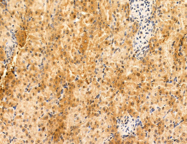 TELO2 Antibody in Immunohistochemistry (Paraffin) (IHC (P))