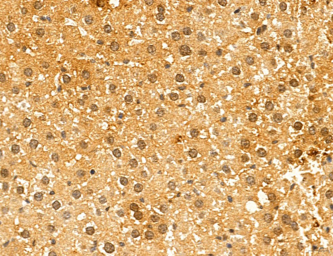 TELO2 Antibody in Immunohistochemistry (Paraffin) (IHC (P))