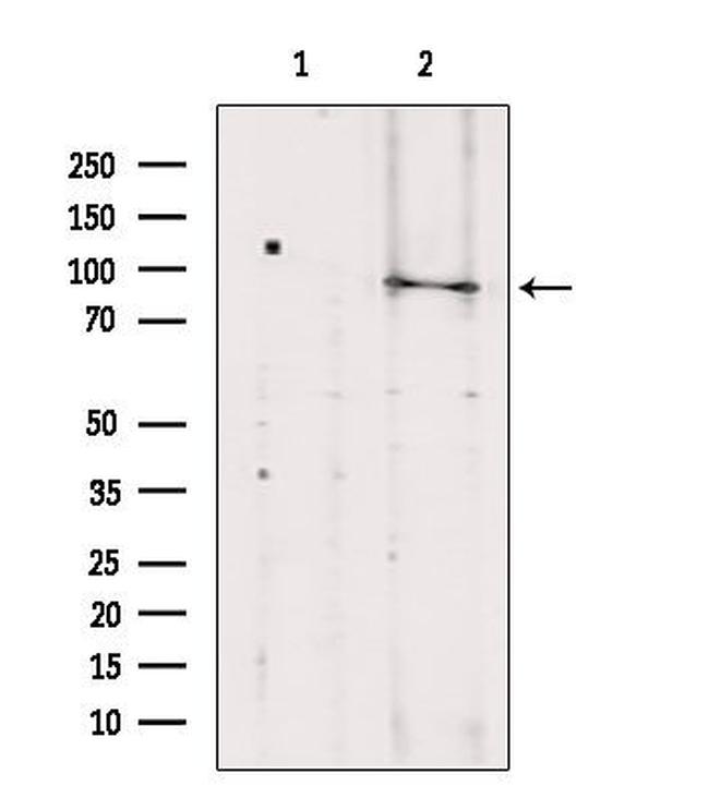 TELO2 Antibody in Western Blot (WB)