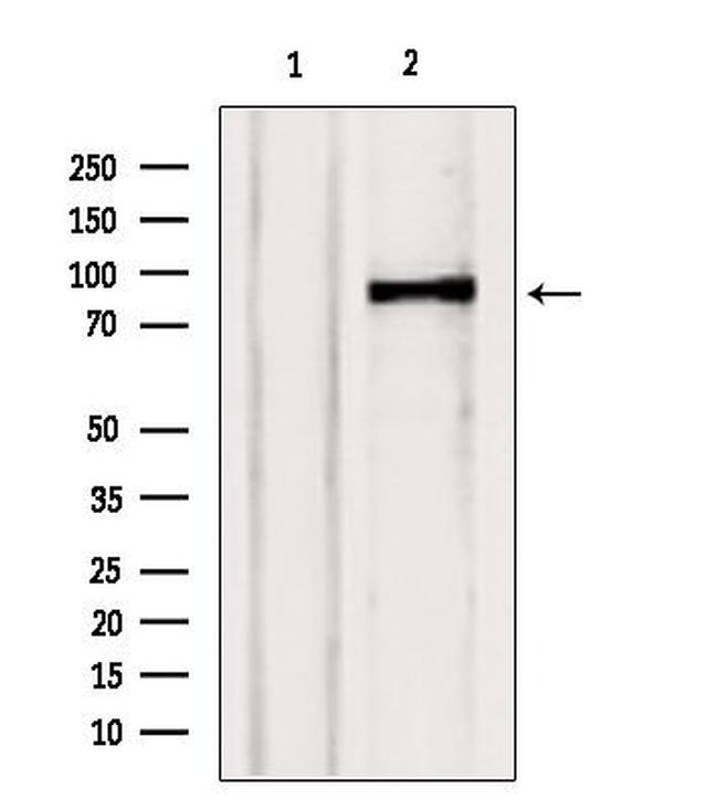 TELO2 Antibody in Western Blot (WB)