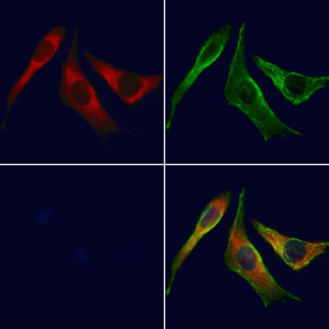 UGT2B7 Antibody in Immunocytochemistry (ICC/IF)