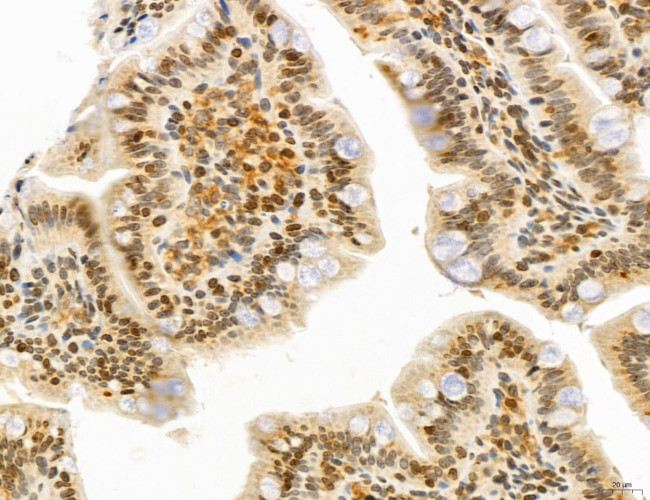 UGT2B7 Antibody in Immunohistochemistry (Paraffin) (IHC (P))