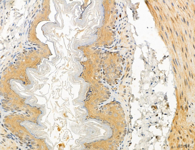 UGT2B7 Antibody in Immunohistochemistry (Paraffin) (IHC (P))